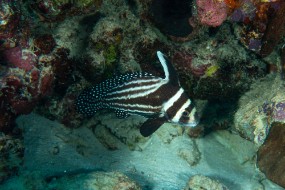Bonaire 2022-200
