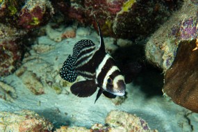 Bonaire 2022-201