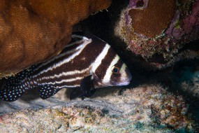 Bonaire 2022-202