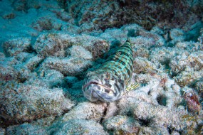 Bonaire 2022-24
