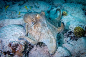 Bonaire 2022-29