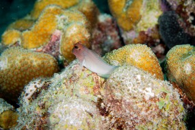 Bonaire 2022-33