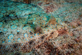 Bonaire 2022-36