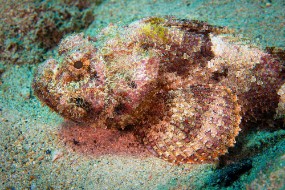 Bonaire 2022-38