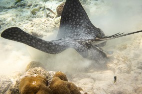 Bonaire 2022-39