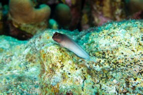 Bonaire 2022-4