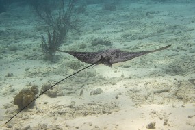 Bonaire 2022-42