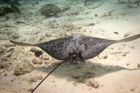 Bonaire 2022-45