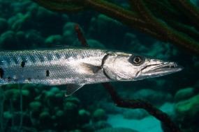 Bonaire 2022-50