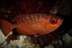 Bonaire 2022-54