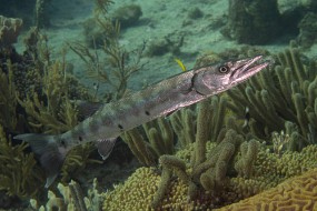 Bonaire 2022-63