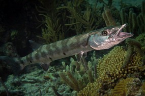 Bonaire 2022-65