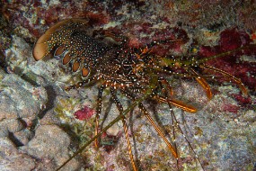 Bonaire 2022-69