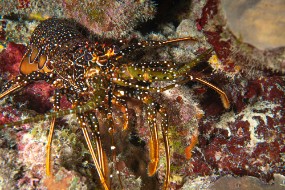 Bonaire 2022-71