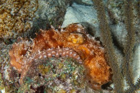Bonaire 2022-73