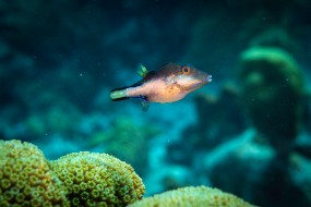 Bonaire 2022-76