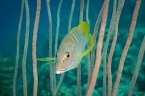 Bonaire 2022-78