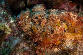 Bonaire 2022-87