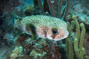 Bonaire 2022-88