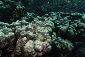 Bonaire 2024 - Nov-103
