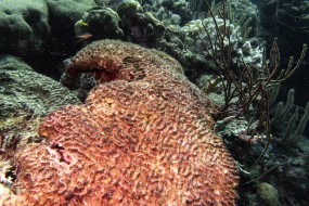 Bonaire 2024 - Nov-104