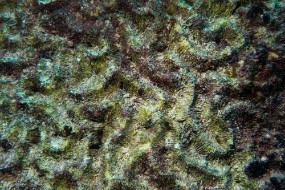 Bonaire 2024 - Nov-106