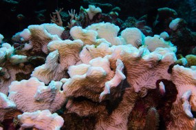 Bonaire 2024 - Nov-107