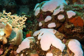 Bonaire 2024 - Nov-109