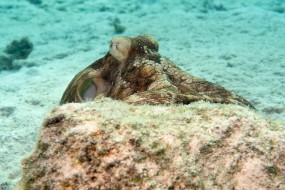 Bonaire 2024 - Nov-11