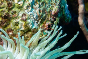 Bonaire 2024 - Nov-110