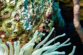 Bonaire 2024 - Nov-111