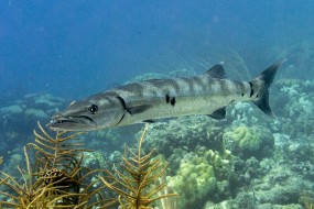 Bonaire 2024 - Nov-116