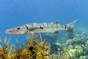 Bonaire 2024 - Nov-119