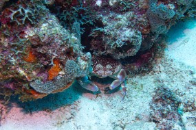 Bonaire 2024 - Nov-123