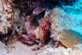 Bonaire 2024 - Nov-126