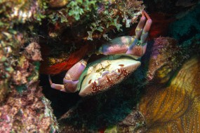 Bonaire 2024 - Nov-127
