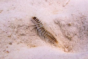 Bonaire 2024 - Nov-24