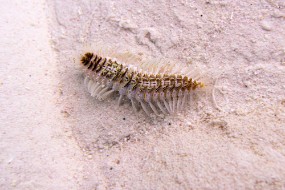 Bonaire 2024 - Nov-25