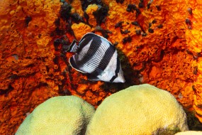 Bonaire 2024 - Nov-27