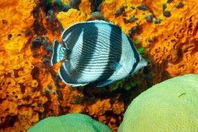 Bonaire 2024 - Nov-29