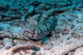 Bonaire 2024 - Nov-36