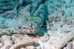 Bonaire 2024 - Nov-37