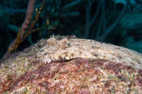 Bonaire 2024 - Nov-40