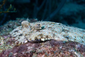 Bonaire 2024 - Nov-41