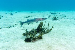 Bonaire 2024 - Nov-42