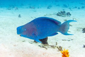 Bonaire 2024 - Nov-44