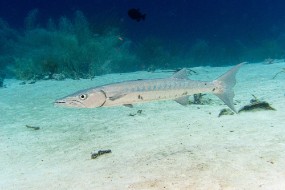 Bonaire 2024 - Nov-45