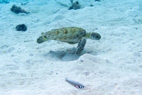 Bonaire 2024 - Nov-46