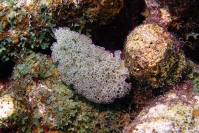 Bonaire 2024 - Nov-47