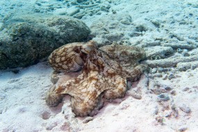 Bonaire 2024 - Nov-5